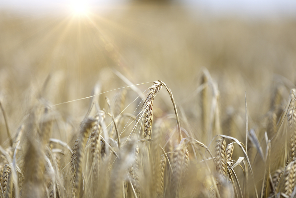 Fresh crops at sunrise on a summers morning