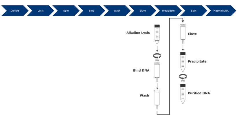 BIO_Plasmid purification strategies and costs blog_1-3