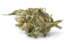 BIOMARK002_63 - in text dried cannabis-4