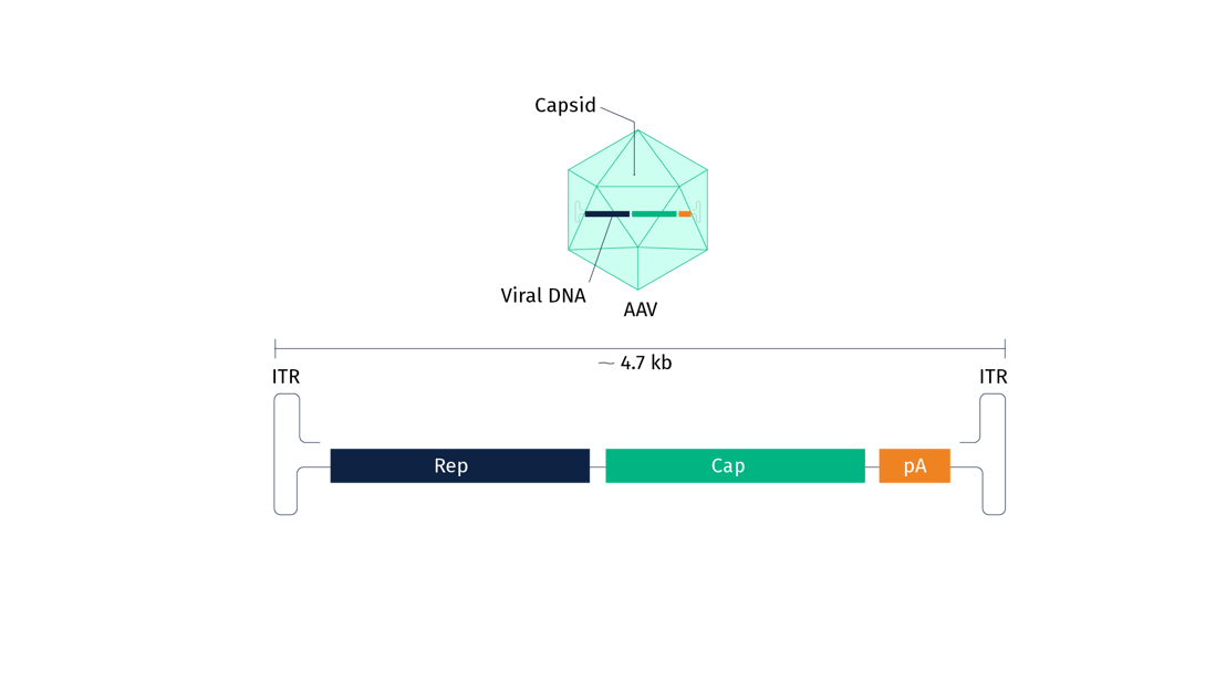 Viral DNA