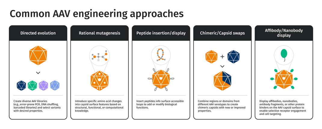 biomark281-aavx-phytip-infographic3