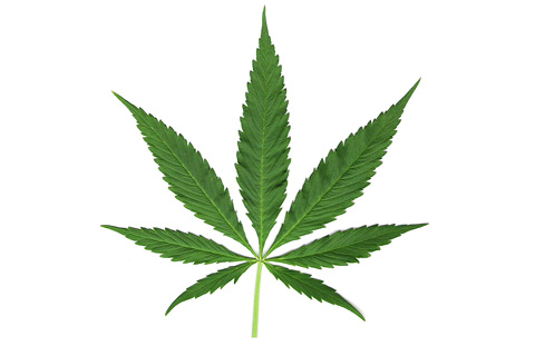 Cannabis Leaf