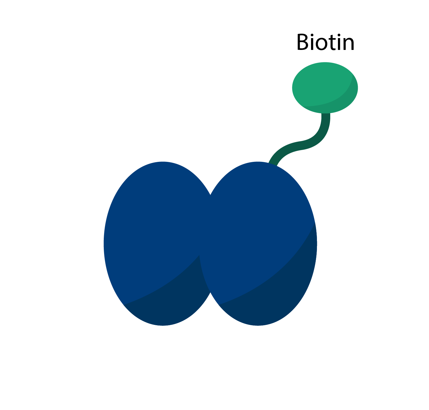 biotin tagged recombinant protein