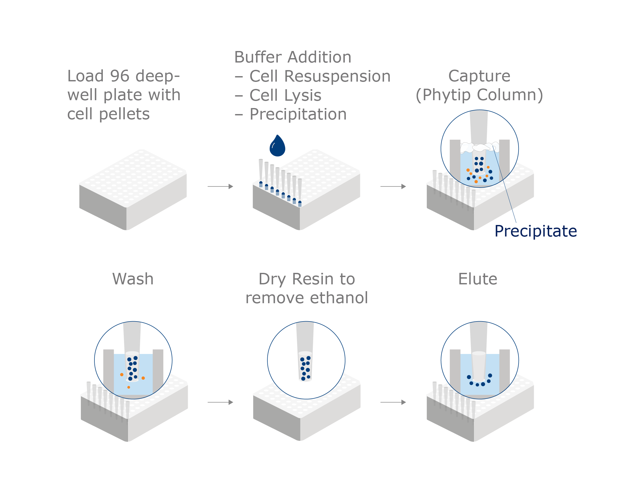 Schematic of sample processing with Lysate Direct PhyTip