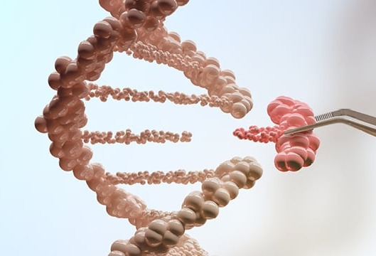 Transfection Efficiency: What Makes Plasmid DNA Transfection Grade