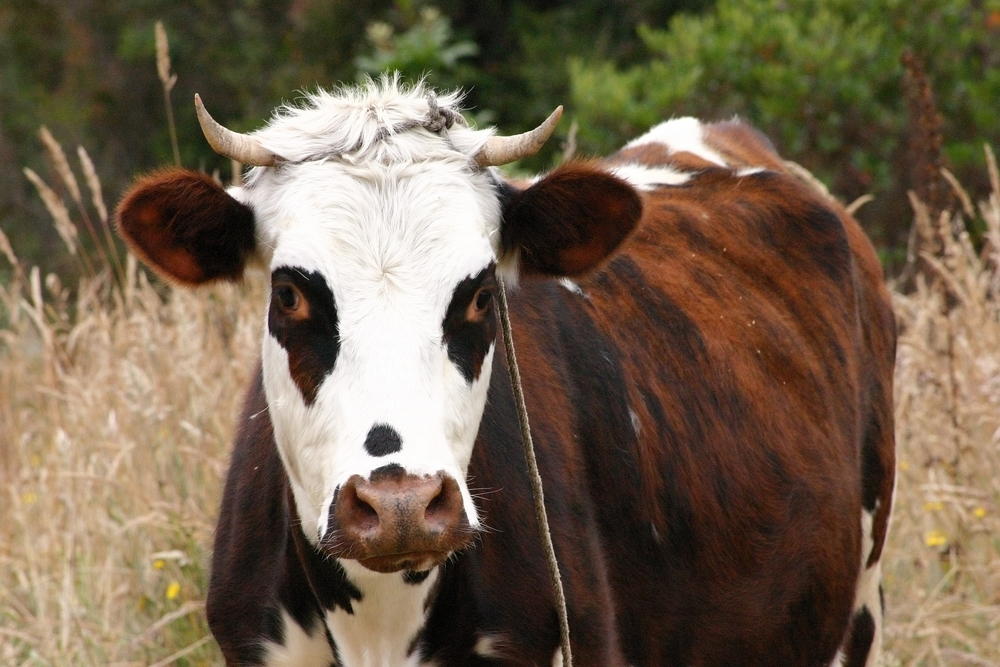 portrait of a cow