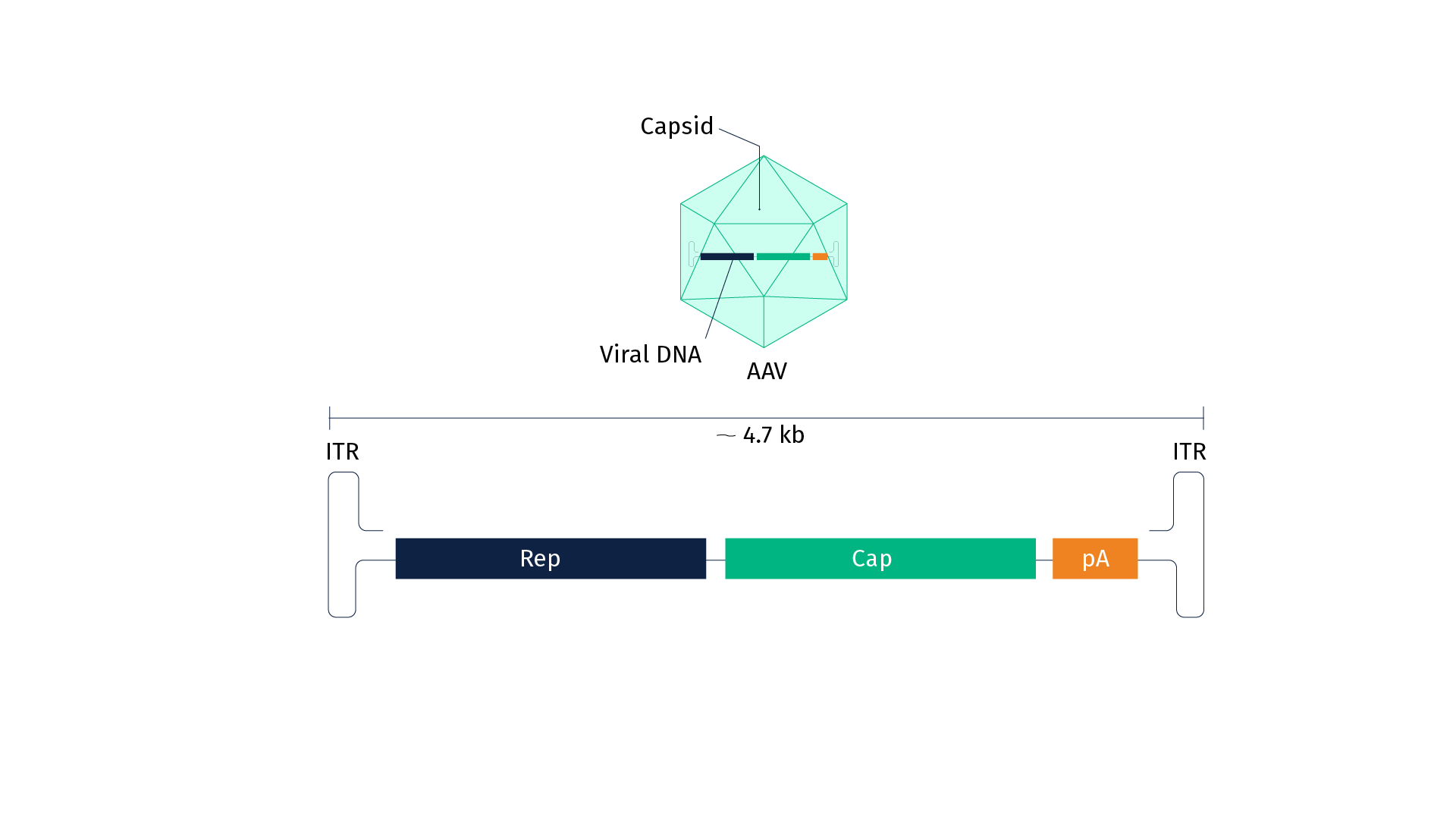 The AAV revolution: A new era in genetic medicine